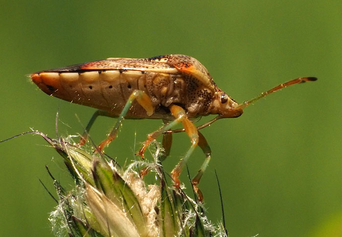 Fleckige Brutwanze, Elasmucha grisea
